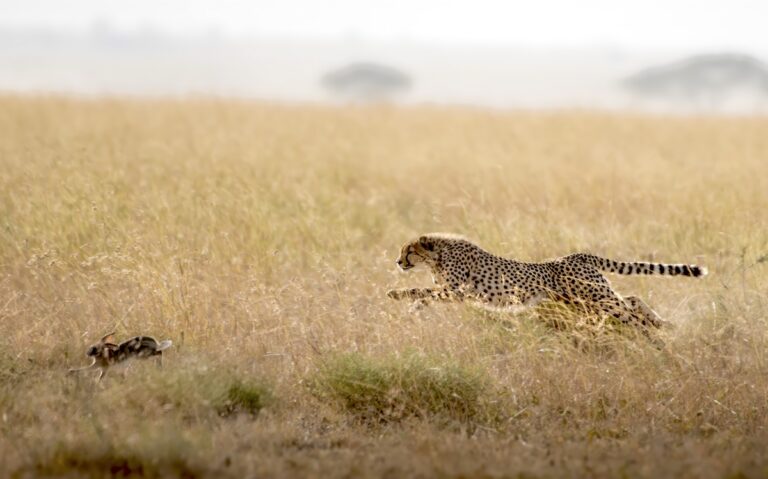serengeti