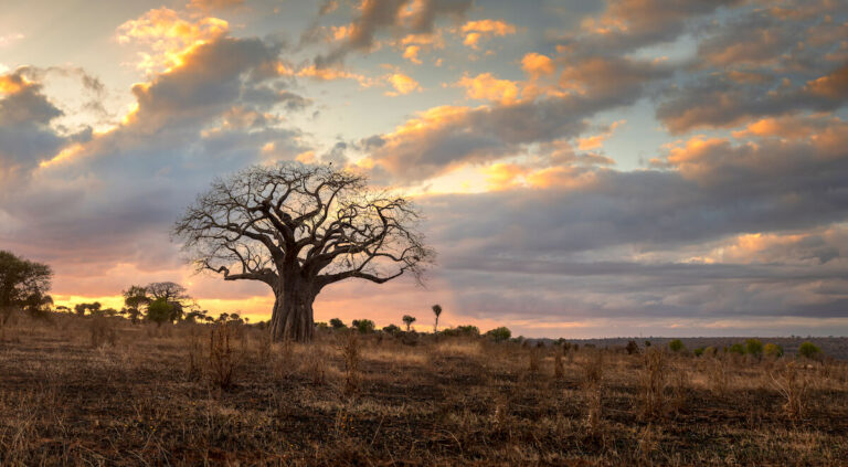 tarangire