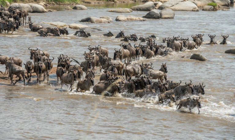 Top 5 Unforgettable Safari Destinations in Tanzania