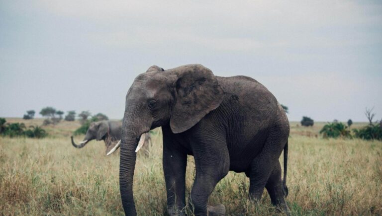 The Ultimate Tanzania Adventure