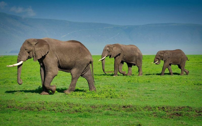 Ngorongoro_Crater_Elephants_NCA