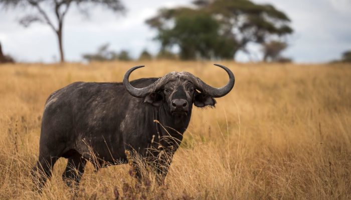 Serengeti Buffalos