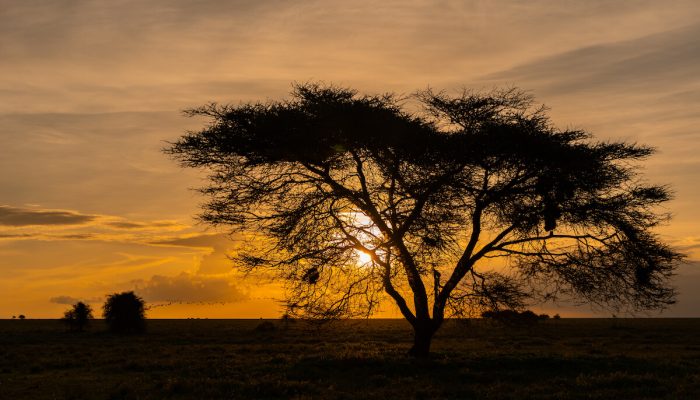 Serengeti Sunset