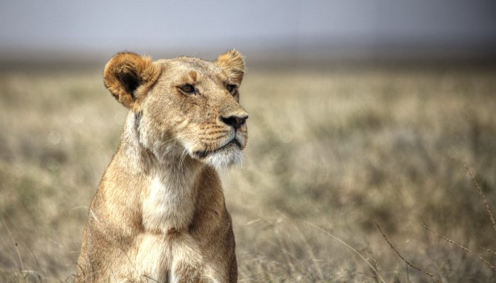 TANZANIA LIONESS