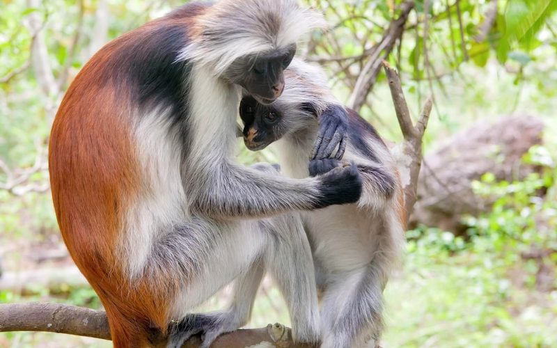 Tanzania-Red-Colobus-Monkey
