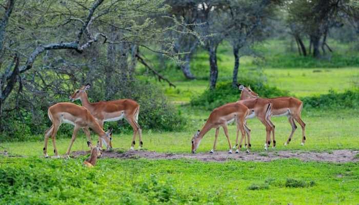 Tarangire impala