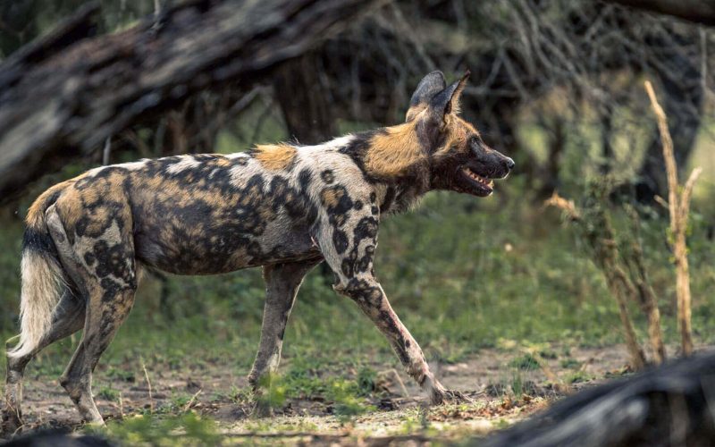 Wild-dog-in-Katavi-National-Park