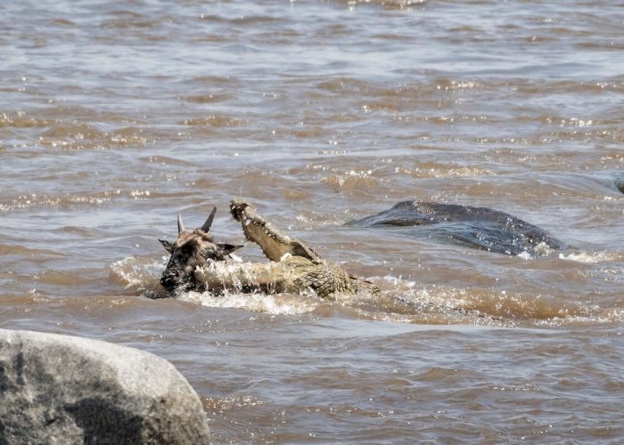 Wildebeest migration