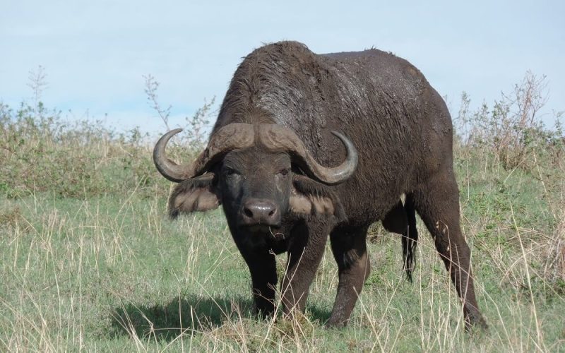 buffalo 2