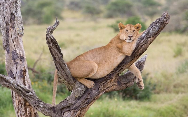 climbing lion tree in manyara