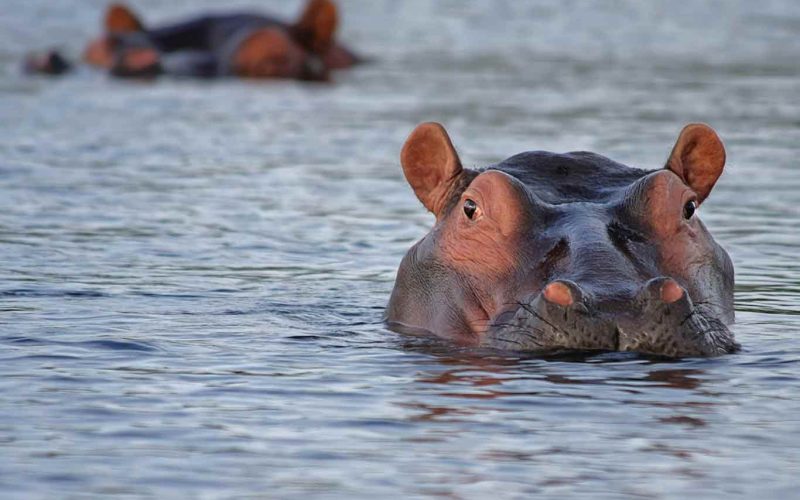 hippo poll in mikumi(1)