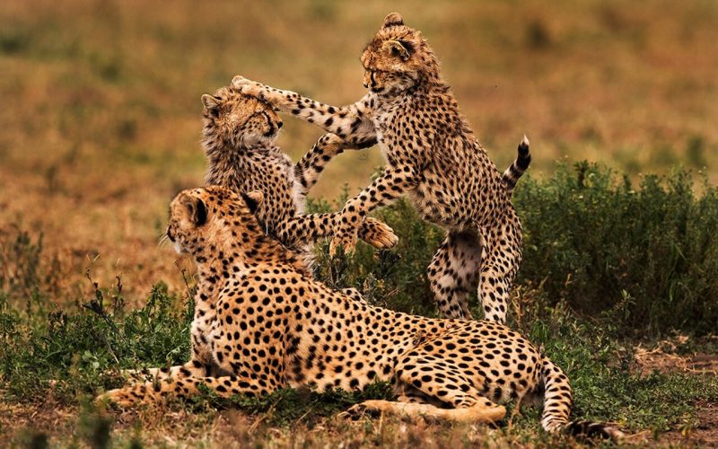 leopardm in ngorongoror