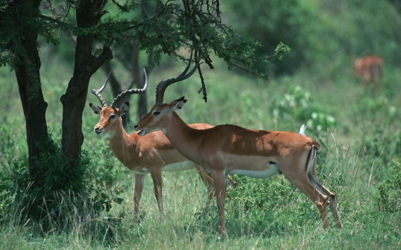 nyerere national apark antelope