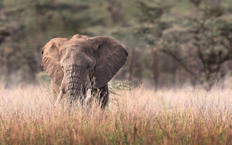 nyerere-national-park