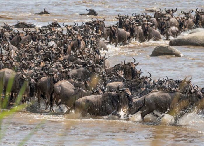 serengeti great migrationjpeg