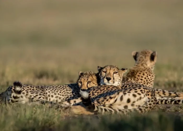 serengeti national park