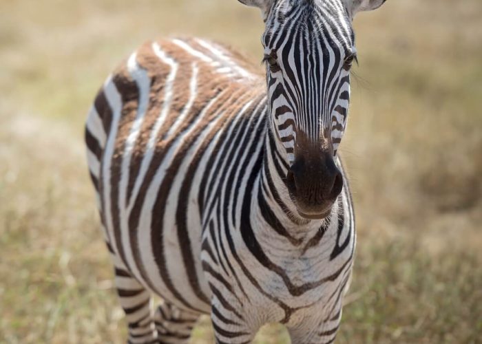 serengeti national park
