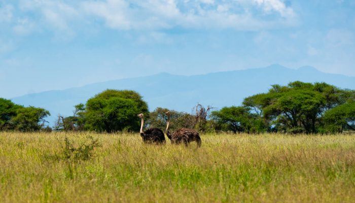 serengeti safari