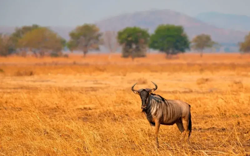 wildebesst in mikumi