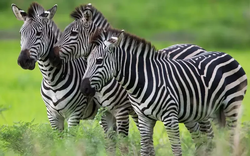 zebra in lake manyara